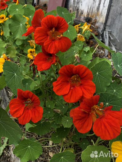 Семена цветов