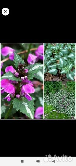 Многолетник, астильба, яснотка(альпийская горка)