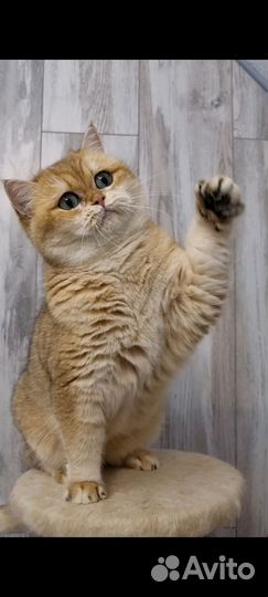 Британская красавица