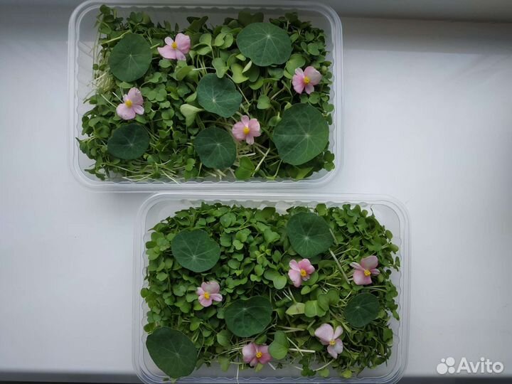 Семена микрозелени