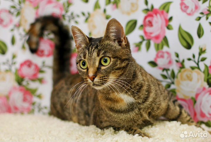 Возьмите в семью умнейшую и ласковую Элис