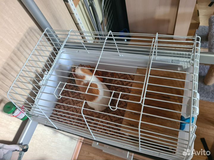 Морская свинка с клеткой