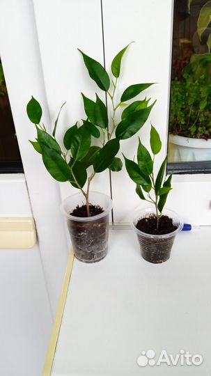 Фикусы Бенджамина