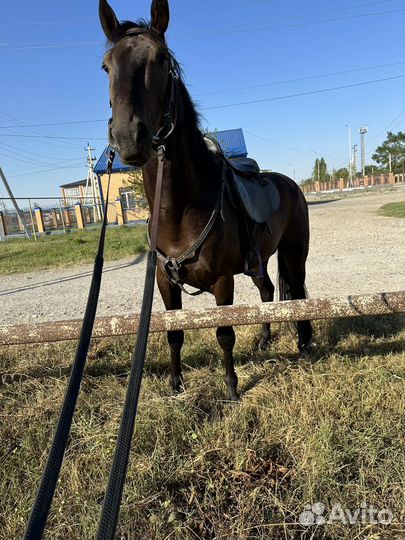 Карачаевский жеребец