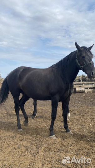 Лошадь жеребец