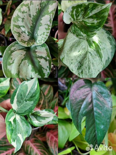 Эпипремнумы сортовые I