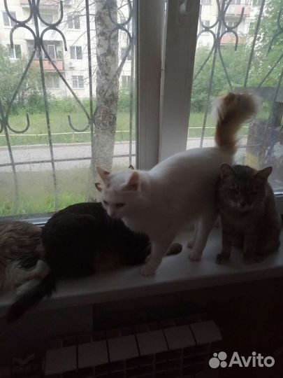 Собаки и кошки