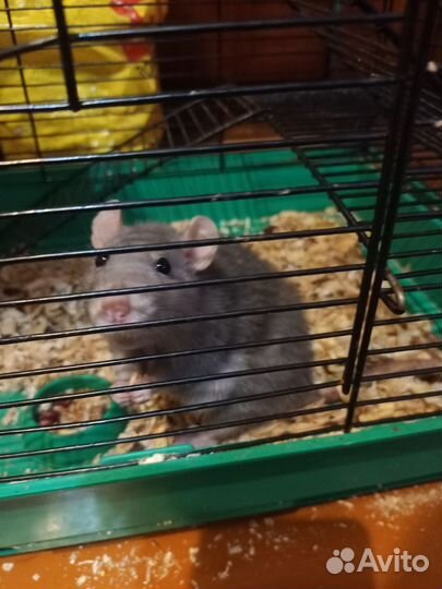 Крыса дамбо