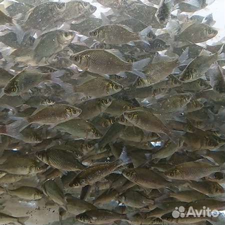 Живец карась