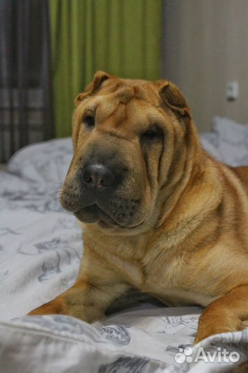 Фотосессия с шарпеем