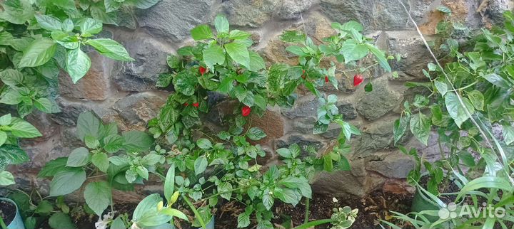 Перец призрак, хабанеро, Тринидад scorpion