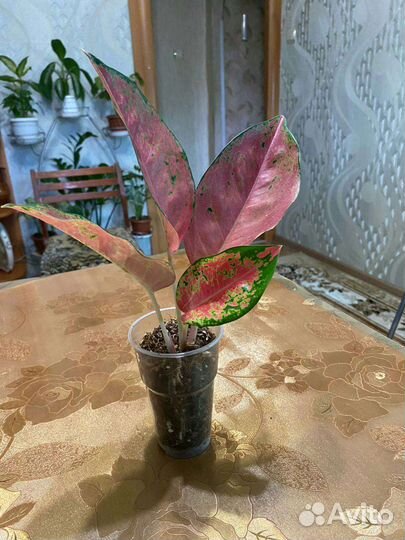 Аглаонема тайланд