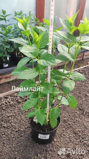 Гортензия метельчатая в ассортименте