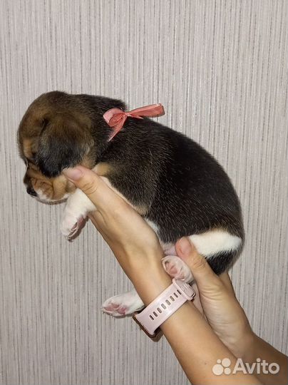 Щенки бигль