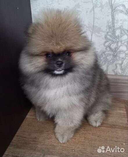 Щенки шпица