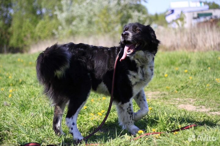Собака в добрые руки отдам бесплатно