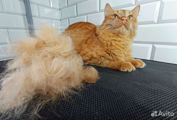 Грумер (экспресс-линька,стрижка,тримминг) груминг