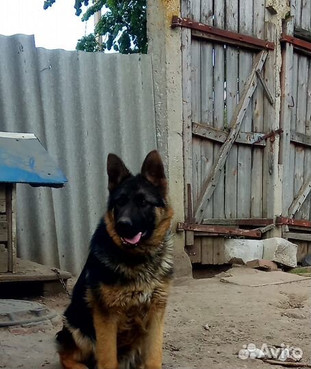 Восточноевропейская овчарка