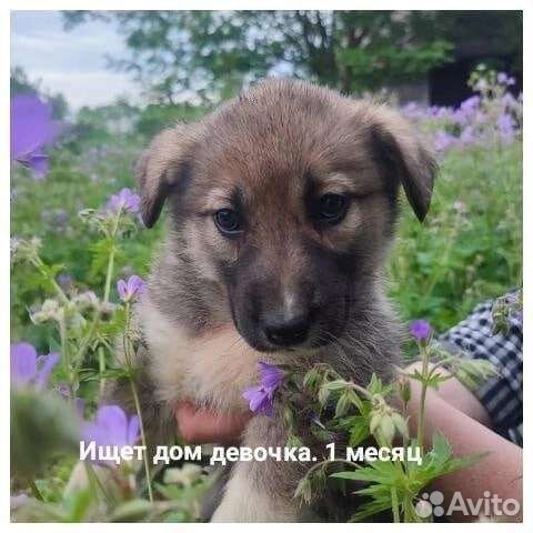 Щенок в добрые руки