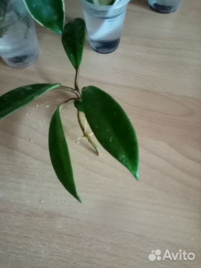 Хойя Pubicalyx Splash