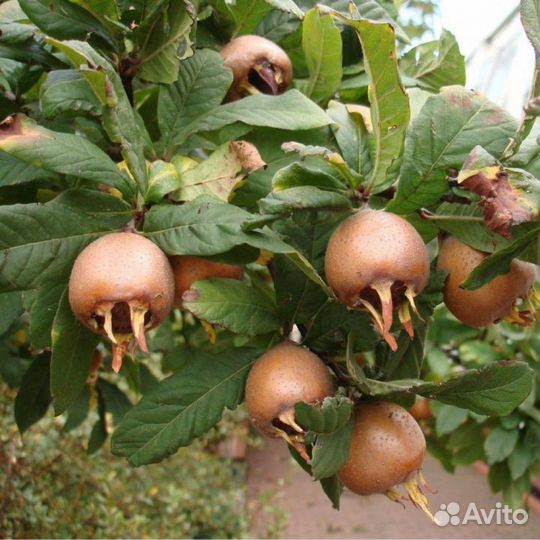 Саженцы Германской Мушмулы Доставка