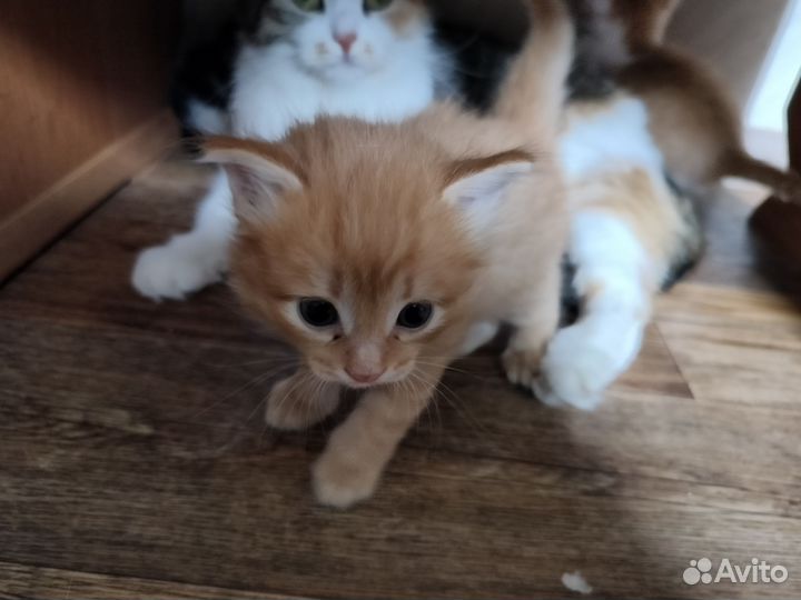 Котята в добрые руки