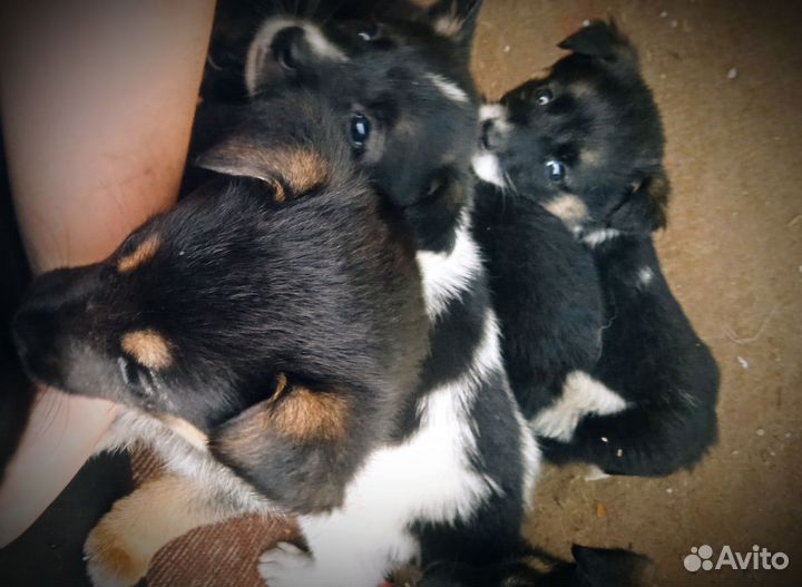 Щенки бесплатно