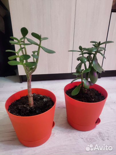 Красула толстянка