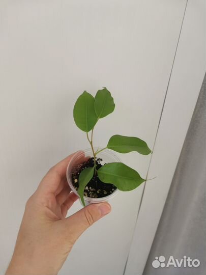 Комнатные растения цветы