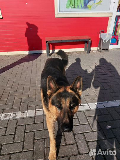 Немецкая овчарка