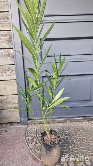 Олеандр разные сорта и размеры зкс