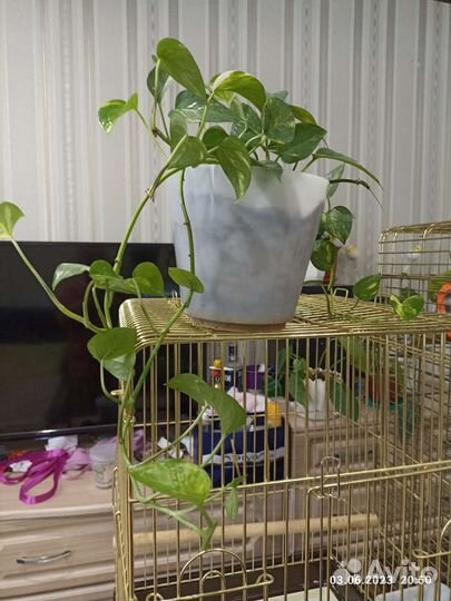 Комнатные цветы