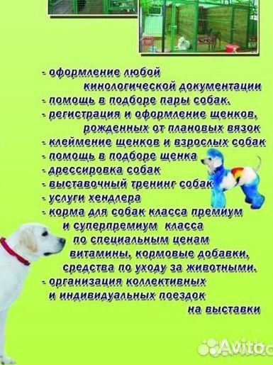 Дрессировка собак