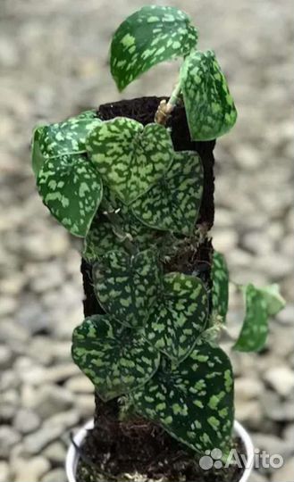 Сциндапсус Snake scale