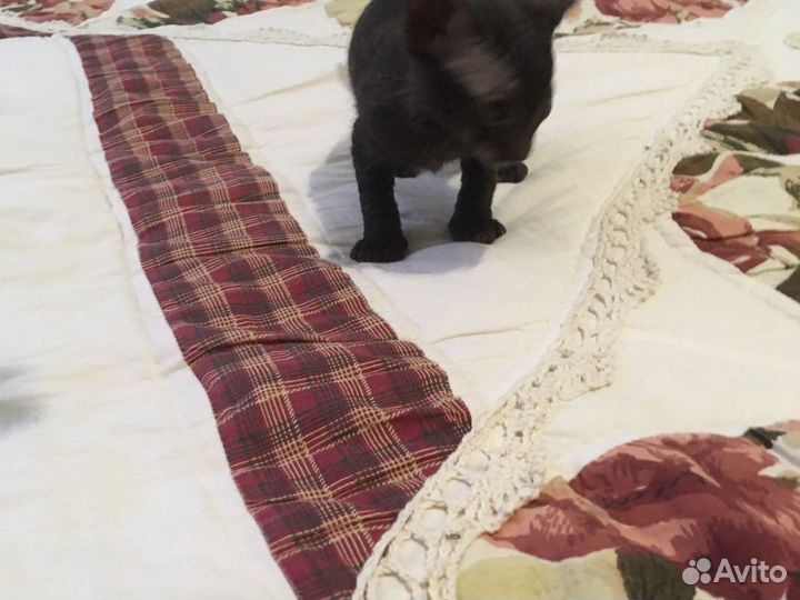 Котята донского сфинкса