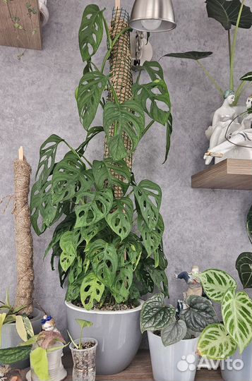 Рафидофора тетрасперма, минима монстера адонсона