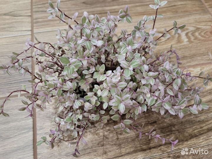 Традесканция коллизия