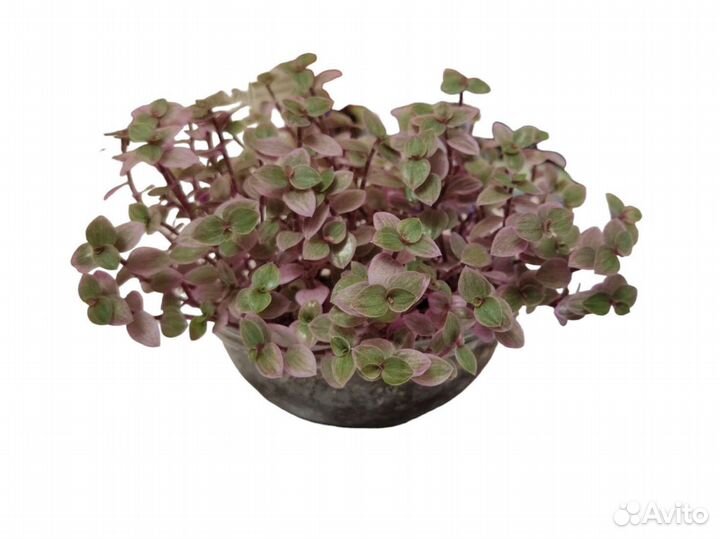 Каллизия розовая пантера