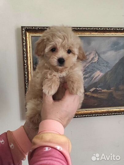 Мальтипу Ф1