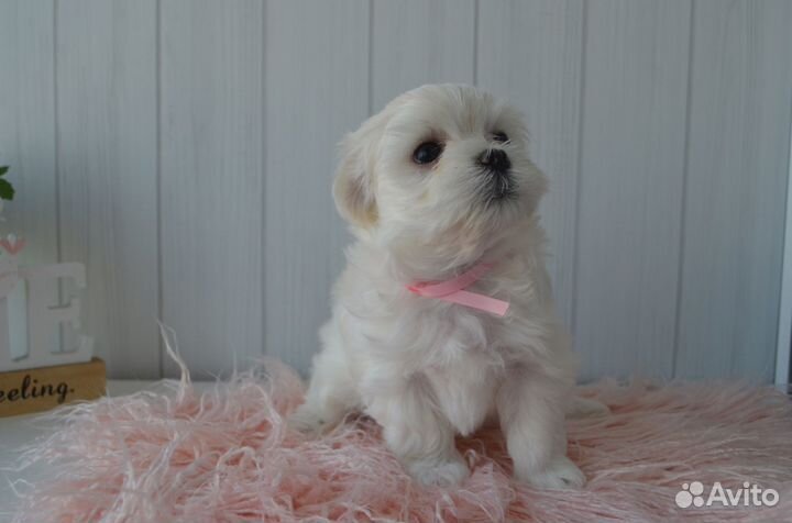 Щенки мальтезе мини