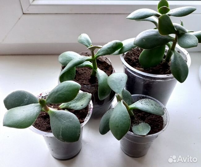Денежное дерево- Crassula
