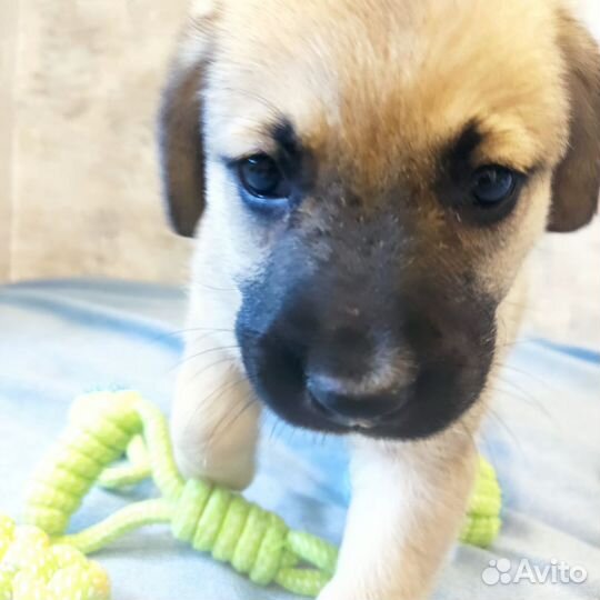 Щенок девочка 1,5 мес. Пепи