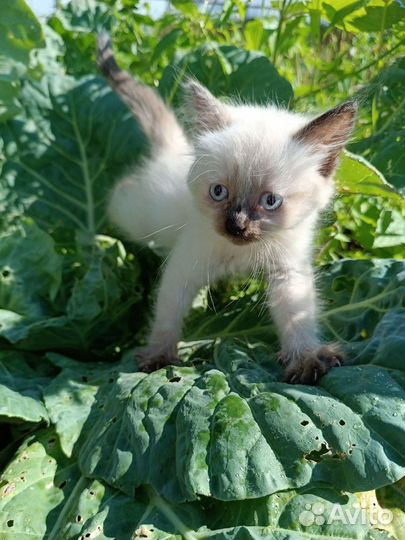 Ищем дом для котенка