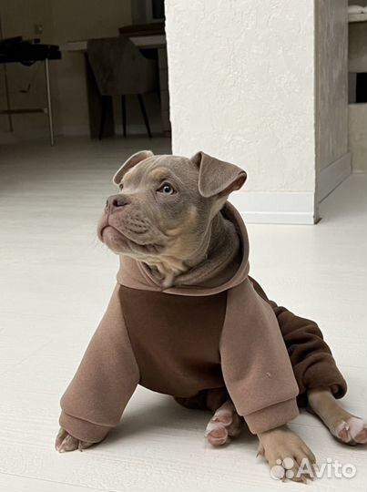Кофта для собаки