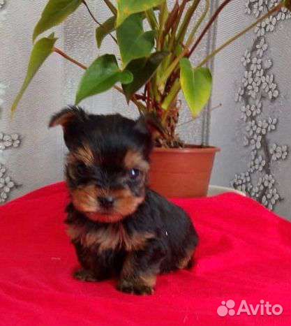 Йоркширский терьер щенки девочки и мальчики