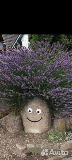 Кусты лаванды