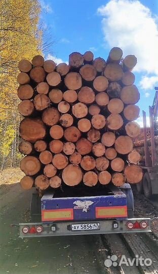 Лес кгруляк опт