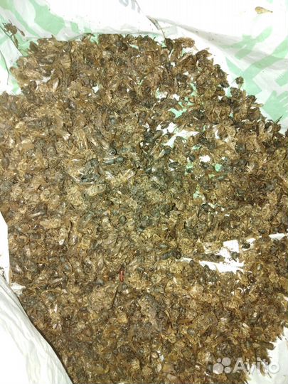 Пчелиный подмор