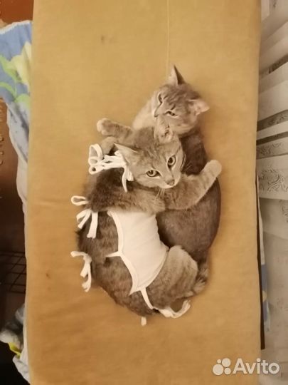 Домашние животные кошки