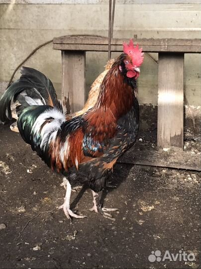 Петухи, яйцо